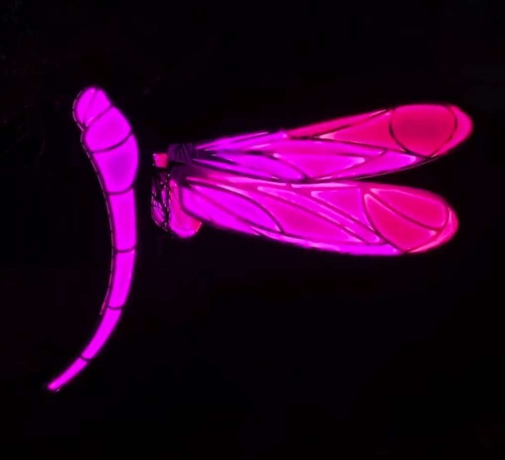 Illuminated dragonfly wing during Creek Show