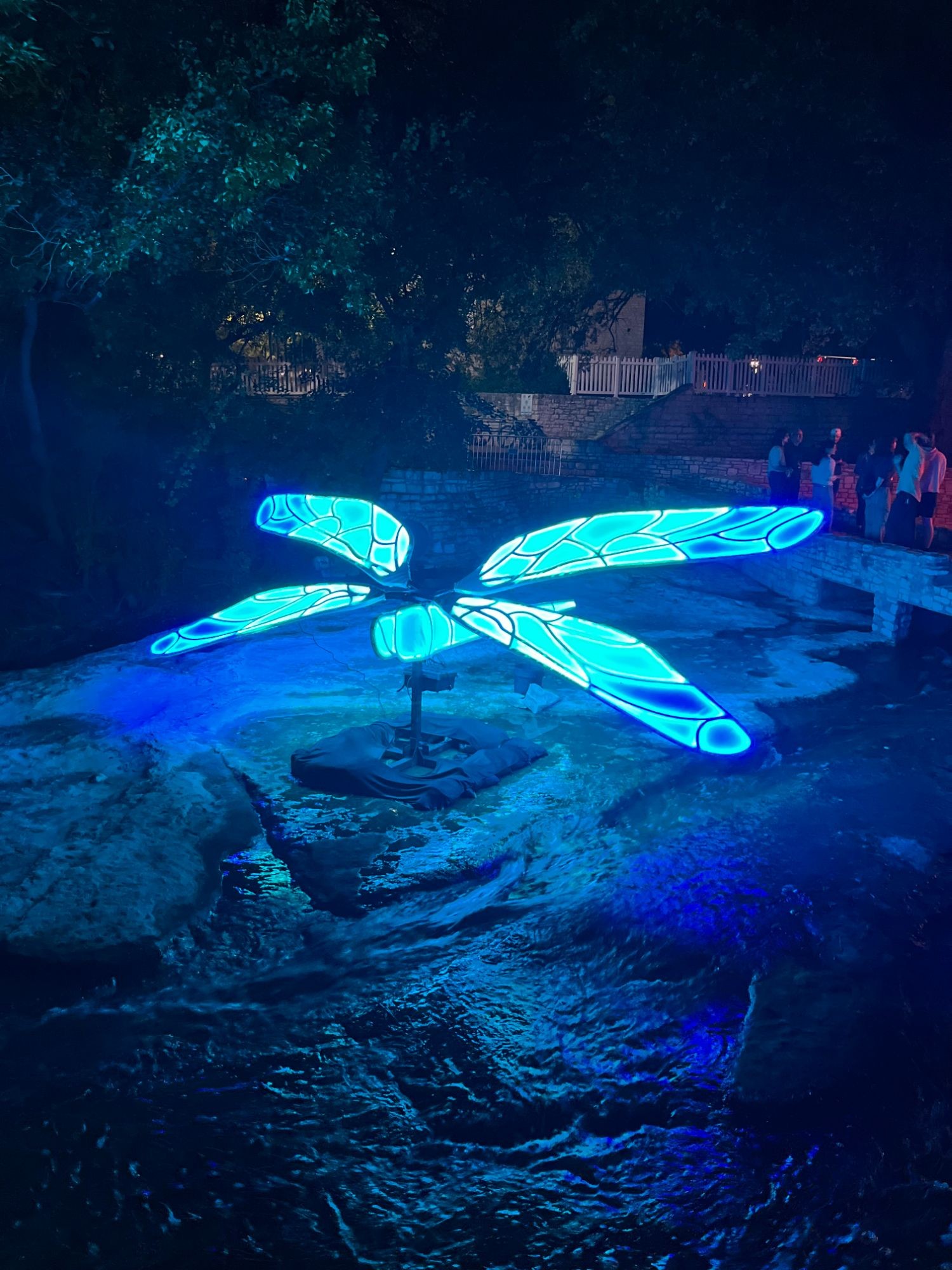 Cyan and blue dragonfly mounted on a rock with spectators behind