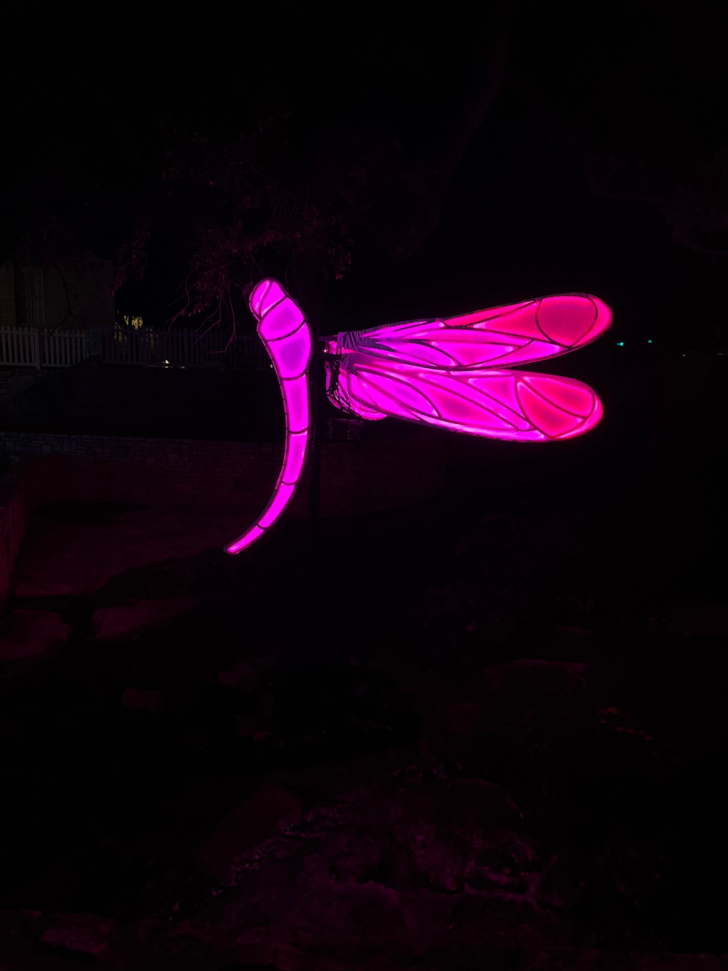 Austin Creek Show Dragonflies
