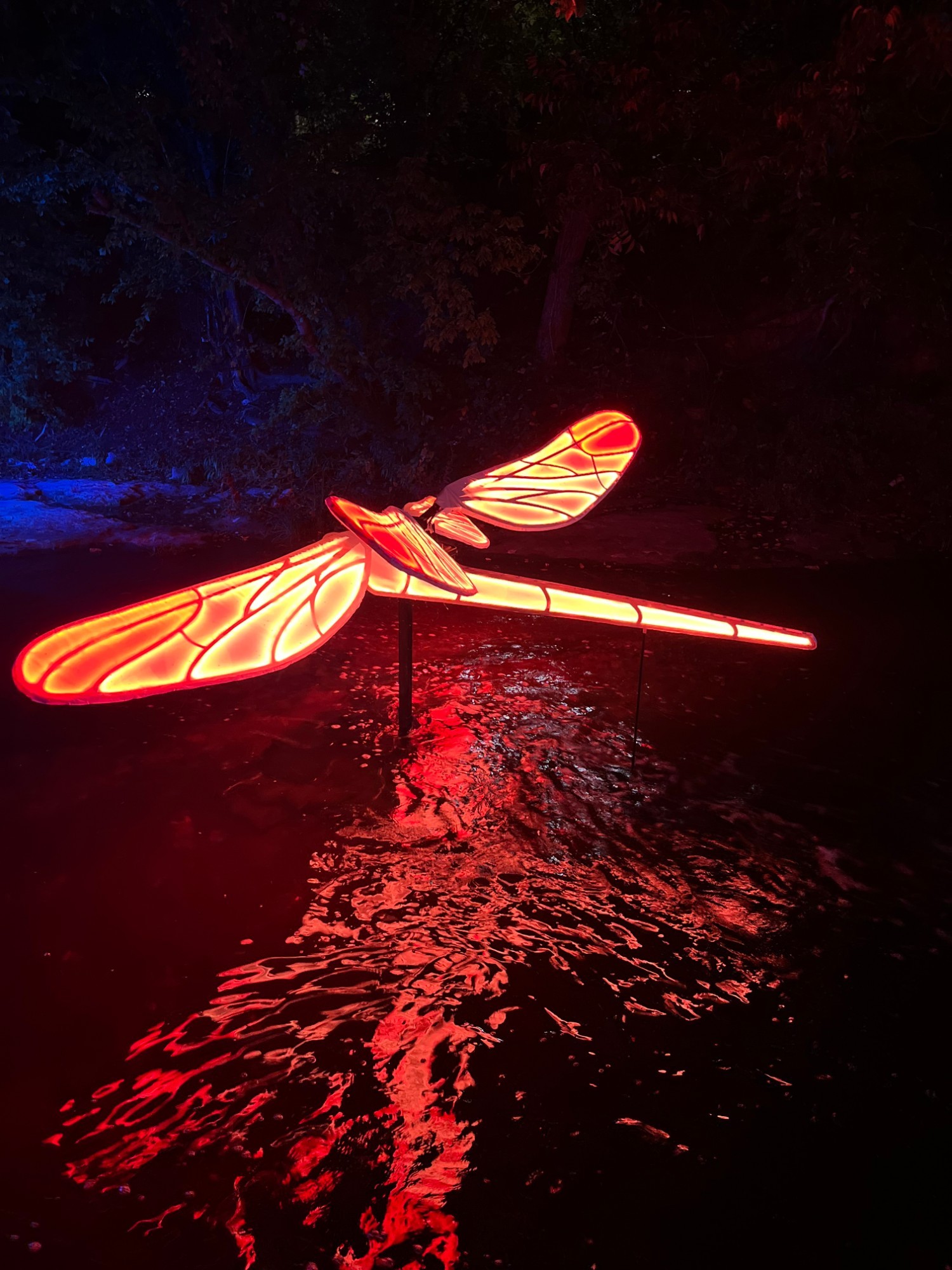 Red and orange lit dragonfly close-up over the flowing creek